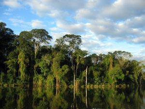 Durch Abholzung des tropischen Regenwaldes wird sowohl viel Kohlenstoffdioxid freigesetzt als auch eine wichtige Kohlenstoffsenke zerstört (Foto: Wikipedia)