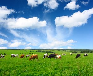 Kühe auf der Weide; Foto: UBA - Mikhail Dudarev / Fotolia