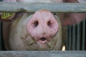 Schweinehaltung – Verursacher von Ammoniakemissionen; Foto: UBA - Martina Berg / Fotolia.com