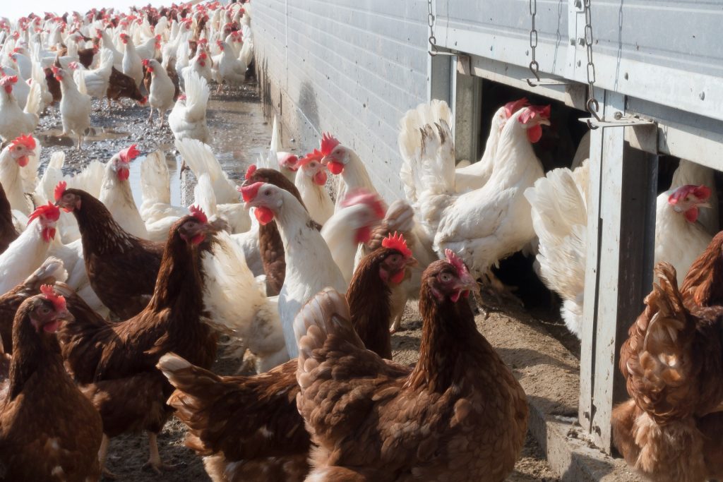Hühnerhaltung Landwirtschaft